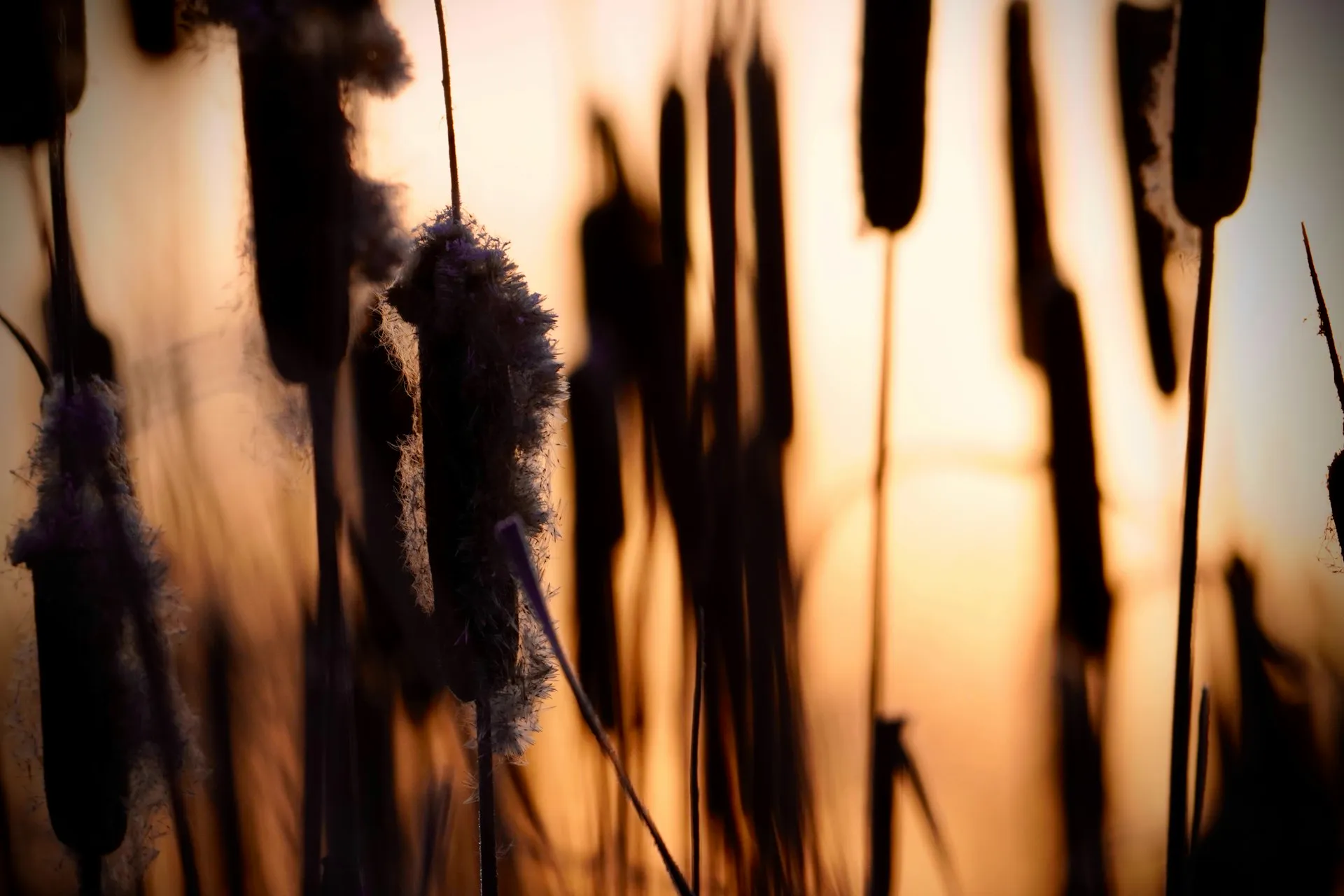 Nexton establishing landscape -- Lowcountry marsh