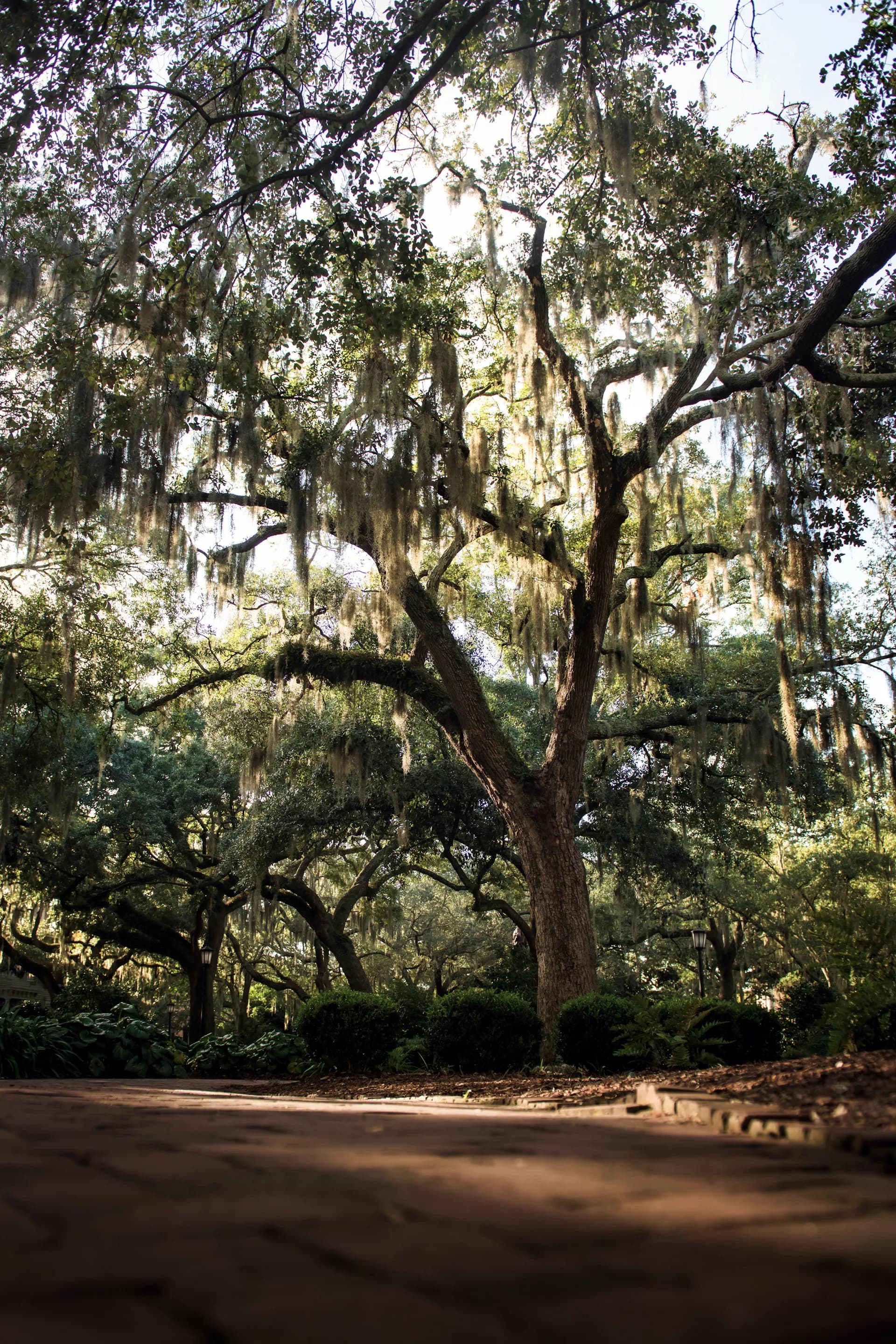 Carnes Crossroads establishing landscape -- Lowcountry marsh